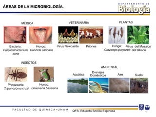 MÉDICA VETERINARIA PLANTAS
INSECTOS
Hongo:
Beauveria bassiana
Protozoario:
Tripanosoma cruzi
Virus del Mosaico
del tabaco
Hongo:
Claviceps purpurea
Bacteria:
Propionibacterium
acne
Hongo:
Candida albicans
Virus Newcastle Priones
AMBIENTAL
Acuática
Drenajes
Domésticos Aire Suelo
4
ÁREAS DE LA MICROBIOLOGÍA.
 