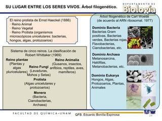 SU LUGAR ENTRE LOS SERES VIVOS. Árbol filogenético.
Reino plantae
(Plantas y
algas
pluricelulares)
Reino Fungi
(Levaduras,
Mohos y Setas)
Reino Animalia
(Gusanos, insectos,
anfibios, reptiles, aves,
mamíferos)
Protista
(Algas unicelulares y
protozoarios)
Monera
(Bacteria,
Cianobacterias,
Archaea)
Sistema de cinco reinos. La clasificación de
Robert Whittaker (1969)
24
Árbol filogenético de Carl Woese
(de acuerdo al ARN ribosomal. 1977)
Dominio Bacteria
Bacterias Gram
positivas, Bacterias
verdes, Bacterias rojas,
Flavobacterias,
Cianobacterias, etc.
Dominio Archaea
Metanosarcina,
Halófilas,
Metanobacterias, etc.
Dominio Eukarya
Hongos, Algas,
Protozoarios, Plantas,
Animales
El reino protista de Ernst Haeckel (1886)
· Reino Animal
· Reino Vegetal
· Reino Protista (organismos
microscópicos unicelulares: bacterias,
hongos, algas, protozoarios)
 