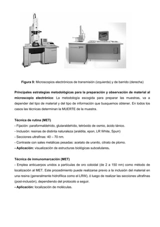 Figura 9: Microscopios electrónicos de transmisión (izquierda) y de barrido (derecha)


Principales estrategias metodológicas para la preparación y observación de material al
microscopio electrónico: La metodología escogida para preparar las muestras, va a
depender del tipo de material y del tipo de información que busquemos obtener. En todos los
casos las técnicas determinan la MUERTE de la muestra.


Técnica de rutina (MET)
- Fijación: paraformaldehído, glutaraldehído, tetróxido de osmio, ácido tánico.
- Inclusión: resinas de distinta naturaleza (araldita, epon, LR White, Spurr)
- Secciones ultrafinas: 40 – 70 nm.
- Contraste con sales metálicas pesadas: acetato de uranilo, citrato de plomo.
- Aplicación: visualización de estructuras biológicas subcelulares.


Técnica de inmunomarcación (MET)
- Emplea anticuerpos unidos a partículas de oro coloidal (de 2 a 150 nm) como método de
localización al MET. Este procedimiento puede realizarse previo a la inclusión del material en
una resina (generalmente hidrofílica como el LRW), ó luego de realizar las secciones ultrafinas
(post-inclusión), dependiendo del protocolo a seguir.
- Aplicación: localización de moléculas.
 