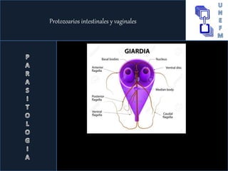Protozoarios intestinales y vaginales
 