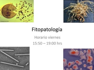 Fitopatología
Horario viernes
15:50 – 19:00 hrs
 