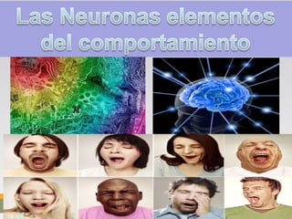 Las Neuronas elementos del
comportamiento neuronas
 