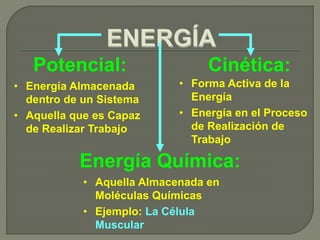 Potencial:
• Energía Almacenada
dentro de un Sistema
• Aquella que es Capaz
de Realizar Trabajo
Cinética:
• Forma Activa de la
Energía
• Energía en el Proceso
de Realización de
Trabajo
Energía Química:
• Aquella Almacenada en
Moléculas Químicas
• Ejemplo: La Célula
Muscular
 