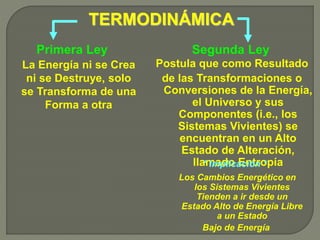 TERMODINÁMICA
Primera Ley
La Energía ni se Crea
ni se Destruye, solo
se Transforma de una
Forma a otra
Segunda Ley
Postula que como Resultado
de las Transformaciones o
Conversiones de la Energía,
el Universo y sus
Componentes (i.e., los
Sistemas Vivientes) se
encuentran en un Alto
Estado de Alteración,
llamado Entropía* Implicación *
Los Cambios Energético en
los Sistemas Vivientes
Tienden a ir desde un
Estado Alto de Energía Libre
a un Estado
Bajo de Energía
 