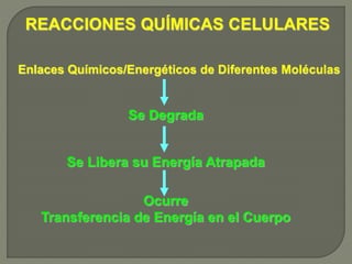 Enlaces Químicos/Energéticos de Diferentes Moléculas
Se Degrada
REACCIONES QUÍMICAS CELULARES
Se Libera su Energía Atrapada
Ocurre
Transferencia de Energía en el Cuerpo
 