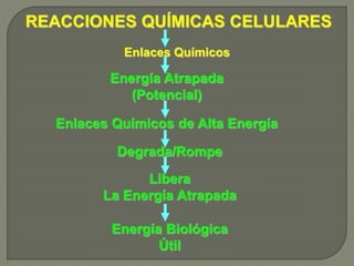 Enlaces Químicos
Energía Atrapada
(Potencial)
REACCIONES QUÍMICAS CELULARES
Enlaces Químicos de Alta Energía
Degrada/Rompe
Libera
La Energía Atrapada
Energía Biológica
Útil
 