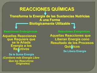 REACCIONES QUÍMICAS
Reacciones Endergónicas
Aquellas Reacciones
que Requiere que
se le Añada
Energía a los
Reactivos
Aquellas Reacciones que
Liberan Energía cono
Resultado de los Procesos
Químicos
Se le Suma Energía
(Contiene más Energía Libre
Que los Reacvtivos
Originales)
Transforma la Energía de las Sustancias Nutricias
A una Forma
Biológicamente Utilizable
Reacciones Exergónicas
Se Libera Energía
 