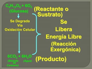C6H12O6 + 6O2
(Glucosa)
Se Degrada
Vía
Oxidación Celular
6CO2 + 6H2O
(Bióxido
de
Carbono)
(Agua)
(Reactante o
Sustrato)
(Producto)
Se
Libera
Energía Libre
(Reacción
Exergónica)
 