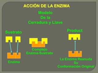 ACCIÓN DE LA ENZIMA
Modelo
De la
Cerradura y Llave
Sustrato
Enzima
Complejo
Enzima-Sustrato
Product
o
La Enzima Reanuda
Su
Conformación Original
 