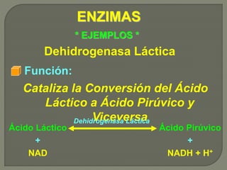 ENZIMAS
Función:
* EJEMPLOS *
Dehidrogenasa Láctica
Cataliza la Conversión del Ácido
Láctico a Ácido Pirúvico y
Viceversa
Ácido Láctico
+
NAD
Ácido Pirúvico
+
NADH + H+
Dehidrogenasa Láctica
 