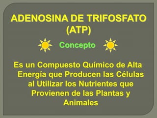 Es un Compuesto Químico de Alta
Energía que Producen las Células
al Utilizar los Nutrientes que
Provienen de las Plantas y
Animales
Concepto
ADENOSINA DE TRIFOSFATO
(ATP)
 