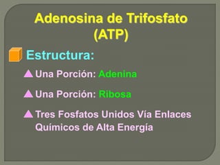 Adenosina de Trifosfato
(ATP)
Una Porción: Adenina
Estructura:
Una Porción: Ribosa
Tres Fosfatos Unidos Vía Enlaces
Químicos de Alta Energía
 