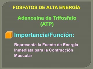FOSFATOS DE ALTA ENERGÍA
Representa la Fuente de Energía
Inmediáta para la Contracción
Muscular
Importancia/Función:
Adenosina de Trifosfato
(ATP)
 