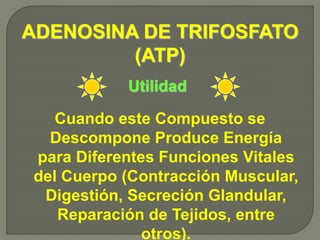 Cuando este Compuesto se
Descompone Produce Energía
para Diferentes Funciones Vitales
del Cuerpo (Contracción Muscular,
Digestión, Secreción Glandular,
Reparación de Tejidos, entre
otros).
Utilidad
ADENOSINA DE TRIFOSFATO
(ATP)
 