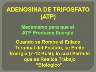 Cuando se Rompe el Enlace
Terminal del Fosfato, se Emite
Energía (7-12 Kcal), lo cual Permite
que se Realice Trabajo
“Biológico”.
Mecanismo para que el
ATP Produzca Energía
ADENOSINA DE TRIFOSFATO
(ATP)
 