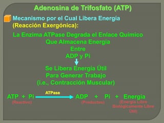 Mecanismo por el Cual Libera Energía
(Reacción Exergónica):
Adenosina de Trifosfato (ATP)
La Enzima ATPase Degrada el Enlace Químico
Que Almacena Energía
Entre
ADP y Pi
Se Libera Energía Útil
Para Generar Trabajo
(i.e., Contracción Muscular)
ATP + Pi
ATPase
ADP + Pi + Energía
(Reactivo) (Productos) (Energía Libre
Biológicamente Libre
Útil)
 