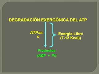 DEGRADACIÓN EXERGÓNICA DEL ATP
Productos
(ADP + Pi)
Energía Libre
(7-12 Kcal))
ATPas
e
 