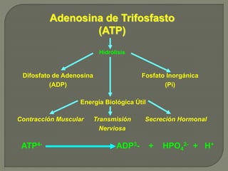 Adenosina de Trifosfasto
(ATP)
Hidrólisis
Difosfato de Adenosina
(ADP)
Energía Biológica Útil
Fosfato Inorgánica
(Pi)
Transmisión
Nerviosa
Contracción Muscular Secreción Hormonal
ATP4- ADP3- + HPO4
2- + H+
 
