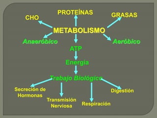 METABOLISMO
ATP
CHO
Energía
Secreción de
Hormonas
PROTEÍNAS GRASAS
Trabajo Biológico
Transmisión
Nerviosa Respiración
Digestión
AeróbicoAnaeróbico
 