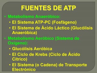 FUENTES DE ATP
• Metabolismo Anaeróbico:
• El Sistema ATP-PC (Fosfágeno)
• El Sistema de Ácido Láctico (Glucólisis
Anaeróbica)
• Metabolismo Aeróbico (Sistema de
Oxígeno):
• Glucólisis Aeróbica
• El Ciclo de Krebs (Ciclo de Ácido
Cítrico)
• El Sistema (o Cadena) de Transporte
Electrónico
 