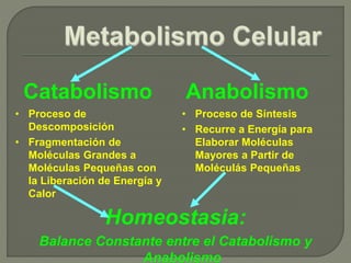 Catabolismo
• Proceso de
Descomposición
• Fragmentación de
Moléculas Grandes a
Moléculas Pequeñas con
la Liberación de Energía y
Calor
Anabolismo
• Proceso de Síntesis
• Recurre a Energía para
Elaborar Moléculas
Mayores a Partir de
Moléculás Pequeñas
Homeostasia:
Balance Constante entre el Catabolismo y
Anabolismo
 