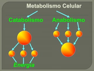 Catabolismo Anabolismo
Energía
 