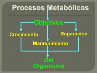 Objetivos
Del
Organismo
Mantenimiento
ReparaciónCrecimiento
 