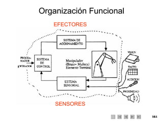 Organización Funcional SENSORES EFECTORES 