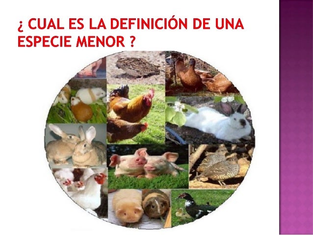 Resultado de imagen para especies menores