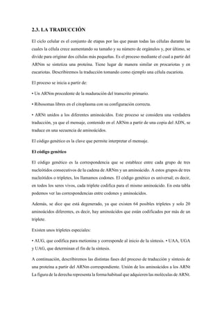 2.3. LA TRADUCCIÓN
El ciclo celular es el conjunto de etapas por las que pasan todas las células durante las
cuales la célula crece aumentando su tamaño y su número de orgánulos y, por último, se
divide para originar dos células más pequeñas. Es el proceso mediante el cual a partir del
ARNm se sintetiza una proteína. Tiene lugar de manera similar en procariotas y en
eucariotas. Describiremos la traducción tomando como ejemplo una célula eucariota.
El proceso se inicia a partir de:
• Un ARNm procedente de la maduración del transcrito primario.
• Ribosomas libres en el citoplasma con su configuración correcta.
• ARNt unidos a los diferentes aminoácidos. Este proceso se considera una verdadera
traducción, ya que el mensaje, contenido en el ARNm a partir de una copia del ADN, se
traduce en una secuencia de aminoácidos.
El código genético es la clave que permite interpretar el mensaje.
El código genético
El código genético es la correspondencia que se establece entre cada grupo de tres
nucleótidos consecutivos de la cadena de ARNm y un aminoácido. A estos grupos de tres
nucleótidos o tripletes, los llamamos codones. El código genético es universal; es decir,
en todos los seres vivos, cada triplete codifica para el mismo aminoácido. En esta tabla
podemos ver las correspondencias entre codones y aminoácidos.
Además, se dice que está degenerado, ya que existen 64 posibles tripletes y solo 20
aminoácidos diferentes, es decir, hay aminoácidos que están codificados por más de un
triplete.
Existen unos tripletes especiales:
• AUG, que codifica para metionina y corresponde al inicio de la síntesis. • UAA, UGA
y UAG, que determinan el fin de la síntesis.
A continuación, describiremos las distintas fases del proceso de traducción y síntesis de
una proteína a partir del ARNm correspondiente. Unión de los aminoácidos a los ARNt
La figura de la derecha representa la forma habitual que adquieren las moléculas de ARNt.
 