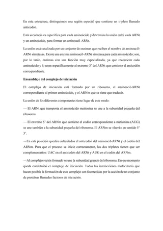 En esta estructura, distinguimos una región especial que contiene un triplete llamado
anticodón.
Esta secuencia es específica para cada aminoácido y determina la unión entre cada ARNt
y un aminoácido, para formar un aminoacil-ARNt.
La unión está catalizada por un conjunto de enzimas que reciben el nombre de aminoacil-
ARNt sintetasas. Existe una enzima aminoacil-ARNt sintetasa para cada aminoácido; son,
por lo tanto, enzimas con una función muy especializada, ya que reconocen cada
aminoácido y lo unen específicamente al extremo 3’ del ARNt que contiene el anticodón
correspondiente.
Ensamblaje del complejo de iniciación
El complejo de iniciación está formado por un ribosoma, el aminoacil-ARNt
correspondiente al primer aminoácido, y el ARNm que se tiene que traducir.
La unión de los diferentes componentes tiene lugar de este modo:
— El ARNt que transporta el aminoácido metionina se une a la subunidad pequeña del
ribosoma.
— El extremo 5’ del ARNm que contiene el codón correspondiente a metionina (AUG)
se une también a la subunidad pequeña del ribosoma. El ARNm se «leerá» en sentido 5’
3’.
—En esta posición quedan enfrentados el anticodón del aminoacil-ARNt y el codón del
ARNm. Para que el proceso se inicie correctamente, los dos tripletes tienen que ser
complementarios: UAC en el anticodón del ARNt y AUG en el codón del ARNm.
—Al complejo recién formado se une la subunidad grande del ribosoma. En ese momento
queda constituido el complejo de iniciación. Todas las interacciones moleculares que
hacen posible la formación de este complejo son favorecidas por la acción de un conjunto
de proteínas llamadas factores de iniciación.
 
