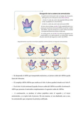 — Se desprende el ARNt que transportaba metionina y el primer codón del ARNm queda
fuera del ribosoma.
— El complejo ARNt-ARNm que estaba en el sitio A ahora quedará situado en el sitio P.
— En el sitio A (sitio aminoacil) queda el tercer codón del ARNm accesible al aminoacil-
ARNt que presenta el anticodón complementario al siguiente codón de ARNm.
— A continuación, se produce el enlace peptídico entre el segundo y el tercer
aminoácidos, y se repite todo el proceso. De esta manera, se van añadiendo, uno a uno,
los aminoácidos que componen la proteína codificada.
 