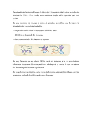 Terminación de la síntesis Cuando el sitio A del ribosoma se sitúa frente a un codón de
terminación (UAA, UGA, UAG), no se encuentra ningún ARNt específico para este
codón.
En este momento se produce la unión de proteínas específicas que favorecen la
disociación del complejo de iniciación:
—La proteína recién sintetizada se separa del último ARNt.
—El ARNm se desprende del ribosoma.
—Las dos subunidades del ribosoma se separan.
Es muy frecuente que un mismo ARNm pueda ser traducido a la vez por distintos
ribosomas, situados en diferentes posiciones a lo largo de la cadena. A estas estructuras
las llamamos polirribosomas o polisomas.
En los polisomas se sintetizan varias copias de la misma cadena polipeptídica a partir de
una misma molécula de ARNm y diversos ribosomas.
 