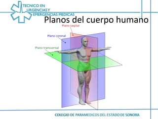 Planos del cuerpo humano<br />