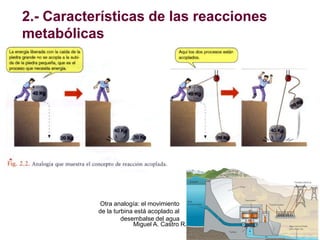 2.- Características de las reacciones
metabólicas
Otra analogía: el movimiento
de la turbina está acoplado al
desembalse del agua
Miguel A. Castro R.
 