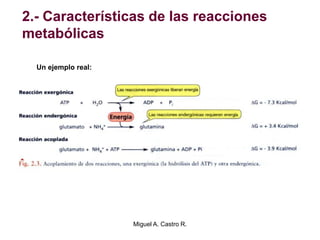2.- Características de las reacciones
metabólicas
Un ejemplo real:
Miguel A. Castro R.
 