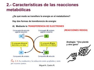 2.- Características de las reacciones
metabólicas
¿De qué modo se transfiere la energía en el metabolismo?
Hay dos formas de transferencia de energía:
A) Mediante la TRANSFERENCIA DE ELECTRONES
Analogía: “Uno pierde
y otro gana”
(REACCIONES REDOX)
Miguel A. Castro R.
 