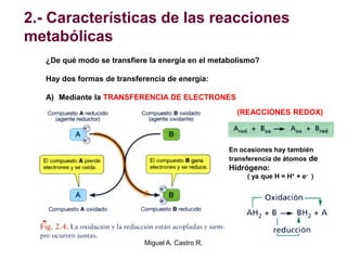 2.- Características de las reacciones
metabólicas
¿De qué modo se transfiere la energía en el metabolismo?
Hay dos formas de transferencia de energía:
A) Mediante la TRANSFERENCIA DE ELECTRONES
(REACCIONES REDOX)
En ocasiones hay también
transferencia de átomos de
Hidrógeno:
( ya que H = H+ + e- )
Miguel A. Castro R.
 