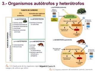 3.- Organismos autótrofos y heterótrofos
Miguel A. Castro R.
 