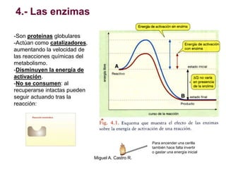 4.- Las enzimas
-Son proteínas globulares
-Actúan como catalizadores,
aumentando la velocidad de
las reacciones químicas del
metabolismo.
-Disminuyen la energía de
activación.
-No se consumen: al
recuperarse intactas pueden
seguir actuando tras la
reacción:
Para encender una cerilla
también hace falta invertir
o gastar una energía inicial
Miguel A. Castro R.
 