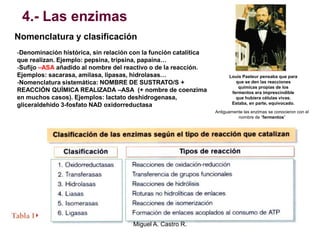 4.- Las enzimas
Nomenclatura y clasificación
-Denominación histórica, sin relación con la función catalítica
que realizan. Ejemplo: pepsina, tripsina, papaína…
-Sufijo –ASA añadido al nombre del reactivo o de la reacción.
Ejemplos: sacarasa, amilasa, lipasas, hidrolasas…
-Nomenclatura sistemática: NOMBRE DE SUSTRATO/S +
REACCIÓN QUÍMICA REALIZADA –ASA (+ nombre de coenzima
en muchos casos). Ejemplos: lactato deshidrogenasa,
gliceraldehido 3-fosfato NAD oxidorreductasa
Louis Pasteur pensaba que para
que se den las reacciones
químicas propias de los
fermentos era imprescindible
que hubiera células vivas.
Estaba, en parte, equivocado.
Antiguamente las enzimas se conocieron con el
nombre de “fermentos”
Miguel A. Castro R.
 
