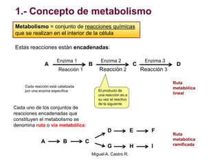 1.- Concepto de metabolismo
Metabolismo = conjunto de reacciones químicas
que se realizan en el interior de la célula
A B C D
Enzima 1 Enzima 2 Enzima 3
Reacción 1 Reacción 2 Reacción 3
El producto de
una reacción es a
su vez el reactivo
de la siguiente
Estas reacciones están encadenadas:
Cada uno de los conjuntos de
reacciones encadenadas que
constituyen el metabolismo se
denomina ruta o vía metabólica:
A B C
D E F
G H I
Ruta
metabólica
lineal
Ruta
metabólica
ramificada
Cada reacción está catalizada
por una enzima específica
Miguel A. Castro R.
 