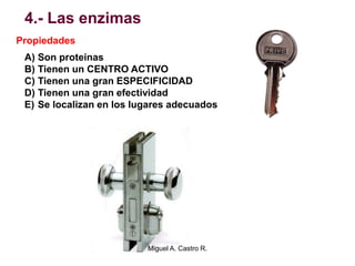 4.- Las enzimas
Propiedades
A) Son proteínas
B) Tienen un CENTRO ACTIVO
C) Tienen una gran ESPECIFICIDAD
D) Tienen una gran efectividad
E) Se localizan en los lugares adecuados
Miguel A. Castro R.
 