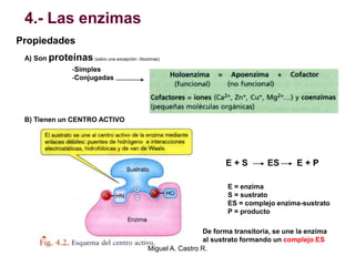 4.- Las enzimas
Propiedades
A) Son proteínas (salvo una excepción: ribozimas)
-Simples
-Conjugadas
B) Tienen un CENTRO ACTIVO
E + S ES E + P
E = enzima
S = sustrato
ES = complejo enzima-sustrato
P = producto
De forma transitoria, se une la enzima
al sustrato formando un complejo ES
Miguel A. Castro R.
 