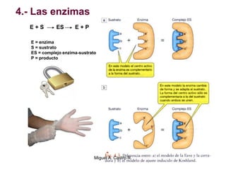 4.- Las enzimas
E + S ES E + P
E = enzima
S = sustrato
ES = complejo enzima-sustrato
P = producto
Miguel A. Castro R.
 
