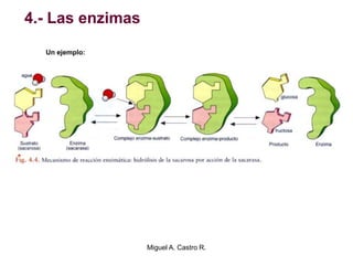 4.- Las enzimas
Un ejemplo:
Miguel A. Castro R.
 