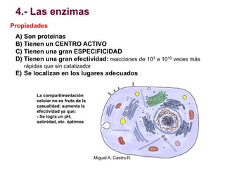 4.- Las enzimas
Propiedades
A) Son proteínas
B) Tienen un CENTRO ACTIVO
C) Tienen una gran ESPECIFICIDAD
D) Tienen una gran efectividad: reacciones de 103 a 1010 veces más
rápidas que sin catalizador
E) Se localizan en los lugares adecuados
La compartimentación
celular no es fruto de la
casualidad: aumenta la
efectividad ya que:
- Se logra un pH,
salinidad, etc. óptimos
Miguel A. Castro R.
 