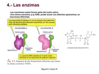 4.- Las enzimas
-Las coenzimas suelen formar parte del centro activo.
-Una misma coenzima, p.ej. NAD, puede actuar con distintos apoenzimas, en
reacciones diferentes
Miguel A. Castro R.
 