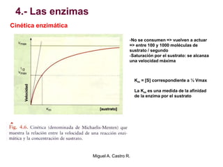 4.- Las enzimas
Cinética enzimática
-No se consumen => vuelven a actuar
=> entre 100 y 1000 moléculas de
sustrato / segundo
-Saturación por el sustrato: se alcanza
una velocidad máxima
Km = [S] correspondiente a ½ Vmax
La Km es una medida de la afinidad
de la enzima por el sustrato
Miguel A. Castro R.
 