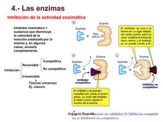 4.- Las enzimas
Inhibición de la actividad enzimática
Inhibidor enzimático =
sustancia que disminuye
la velocidad de la
reacción catalizada por la
enzima y, en algunos
casos, anularla
completamente.
Inhibición
Reversible
Irreversible
Competitiva
No competitiva
Tóxicos (venenos)
Ej. cianuro
Miguel A. Castro R.
 